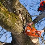 The Benefits of Tree Removal for Wildfire Protection in Urban Areas