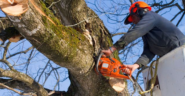 The Benefits of Tree Removal for Wildfire Protection in Urban Areas