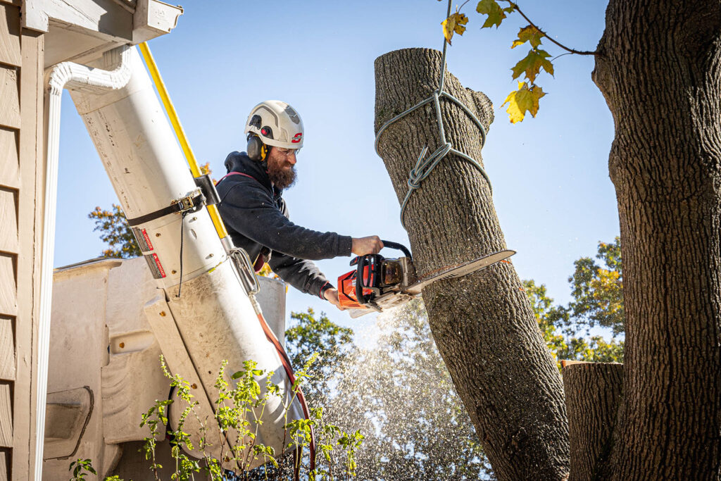 Ponce Tree Services