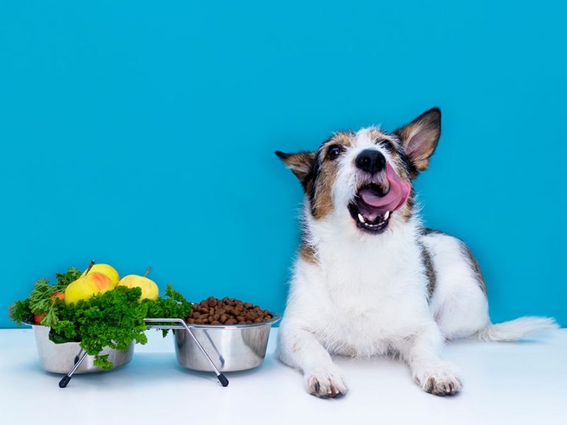 Customized or trusted dog foods are tasty treats.