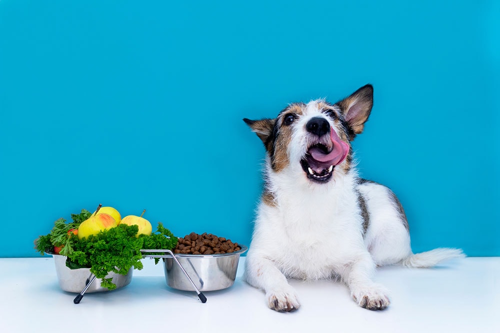 Customized or trusted dog foods are tasty treats.