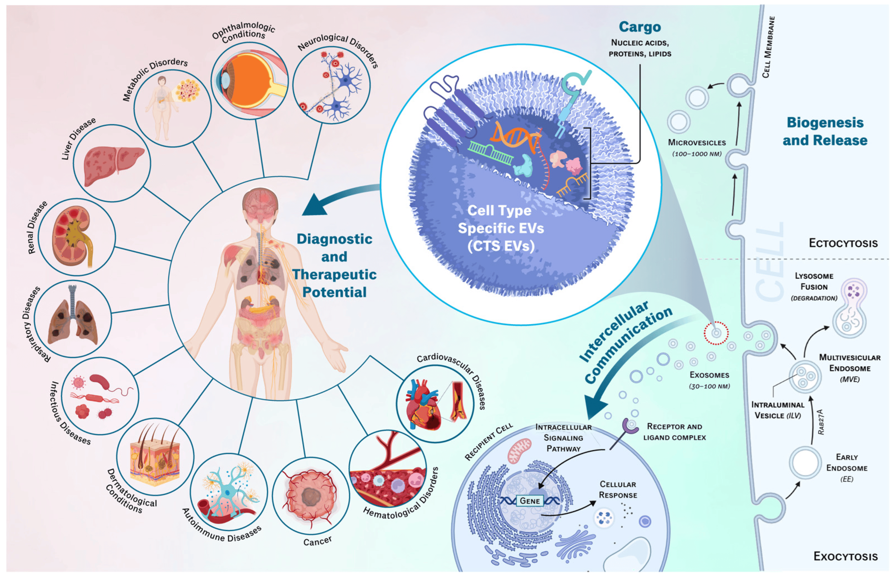 Exploring extracellular vesicles: types and effects on disease progression