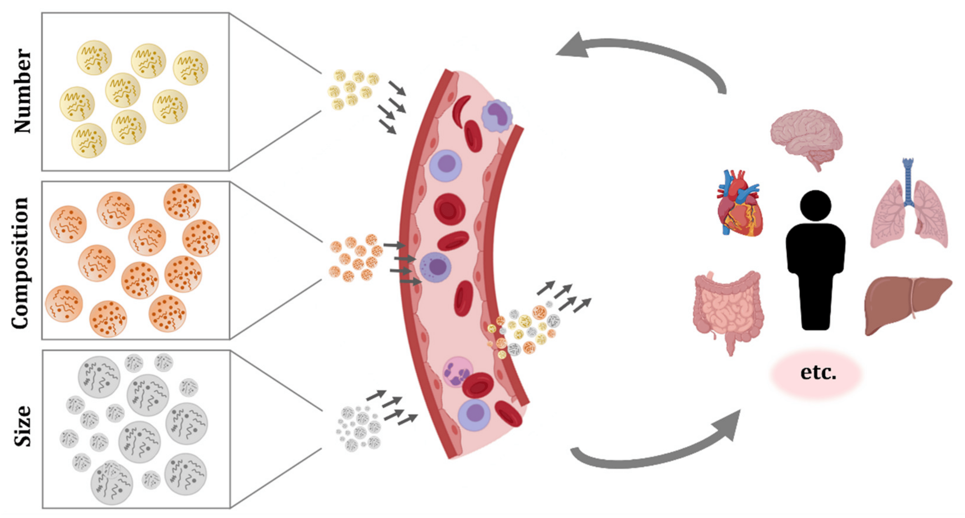 exctracellular vesicles types